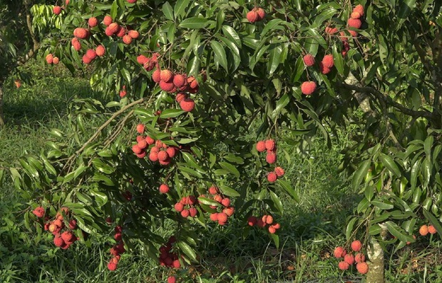 Lô vải không hạt cất cánh khỏi Việt Nam, đổ bộ tại Nhật Bản và Anh