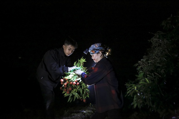 Chùm ảnh: Người dân Bắc Giang trắng đêm soi đèn thu hoạch vải thiều, nô nức chở đi bán từ tờ mờ sáng - Ảnh 2.