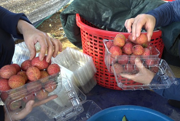 Lô vải không hạt cất cánh khỏi Việt Nam, đổ bộ tại Nhật Bản và Anh