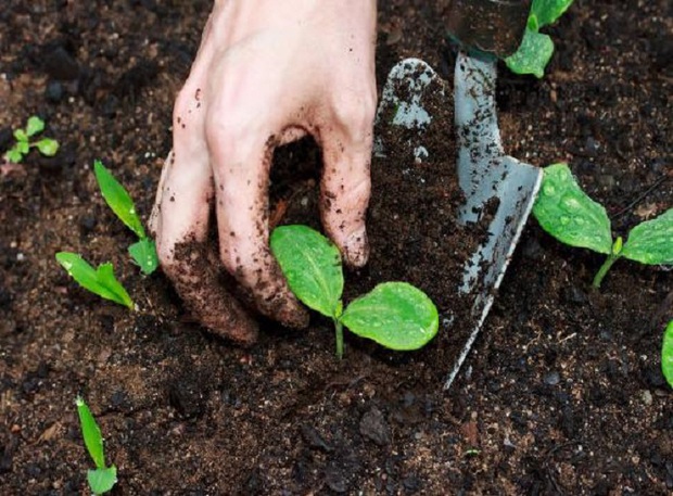 7 cách đơn giản giúp vườn rau của bạn luôn tươi tốt - Ảnh 4.