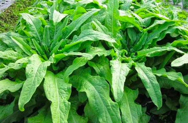 Rau giàu canxi gấp 36 lần canh xương hầm: ăn sống hay chín đều tốt?