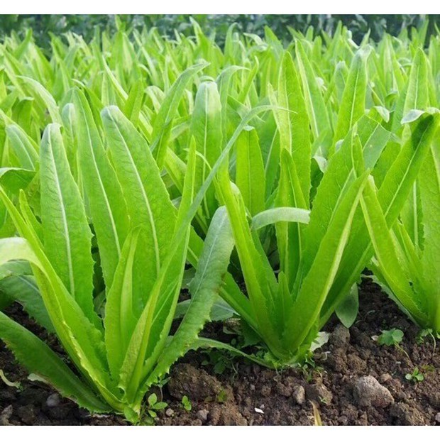 Rau giàu canxi gấp 36 lần canh xương hầm: ăn sống hay chín đều tốt?