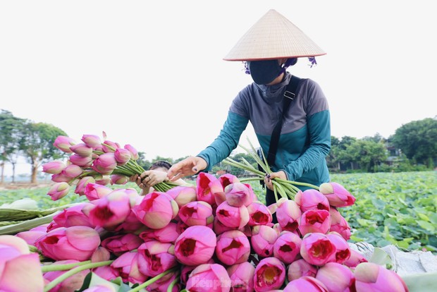 Cận cảnh quy trình ướp trà sen đệ nhất trà Hà thành, giá cả chục triệu đồng/kg - Ảnh 2.