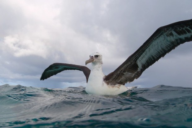 Cá mập tấn công đoàn phim, thuyền cháy nổ dữ dội giữa biển cả