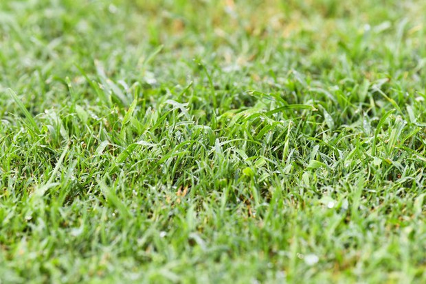 Đội tuyển Việt Nam gồng gánh sẵn sàng cho trận đấu với Đội tuyển Syria tại sân Thiên Trường