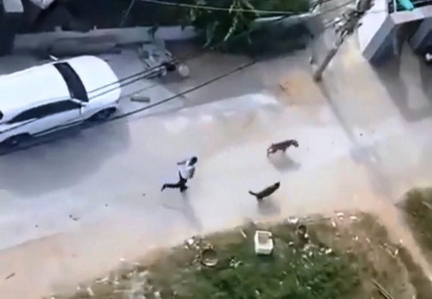 Chó Pitbull tấn công hàng xóm sau khi bị bạo hành: Sự trừng phạt đối với cả chủ và nạn nhân