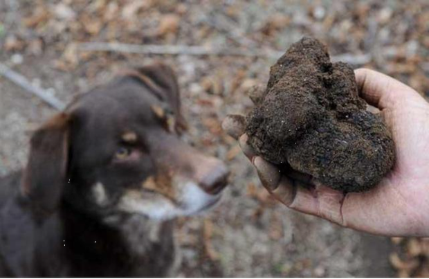 Lão nông đào được hòn đá đen sì tỏa mùi thơm, chuyên gia nói: 1 tỷ chỉ mua được 2 kg - Ảnh 3.