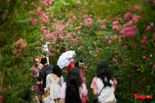 Người dân Thủ đô thích thú với vườn cổ tích tường vi ở Hà Nội - Ảnh 4.
