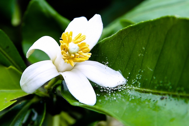3 loại hoa trong vườn nhà là vựa thuốc quý giúp bảo vệ lá gan, tốt cho tim, thận - Ảnh 3.