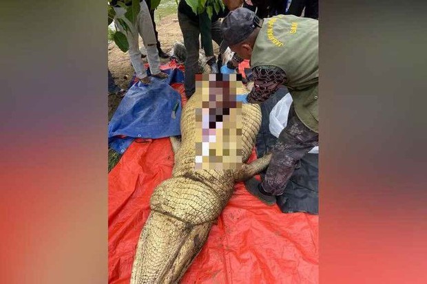 Mổ bụng cá sấu 800 kg ở Malaysia, phát hiện người xấu số - Ảnh 1.