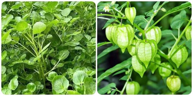 Top 3 loại rau trường thọ tốt hơn cả nhân sâm mà bạn chưa biết tới