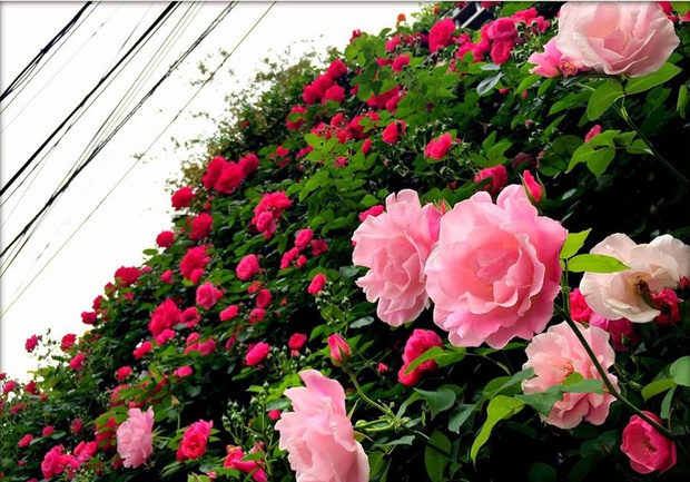 Khu vườn hoa hồng trĩu bông trên sân thượng của cô sinh viên - Ảnh 12.