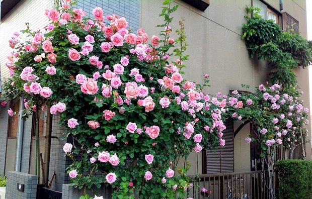 Khu vườn hoa hồng trĩu bông trên sân thượng của cô sinh viên - Ảnh 3.