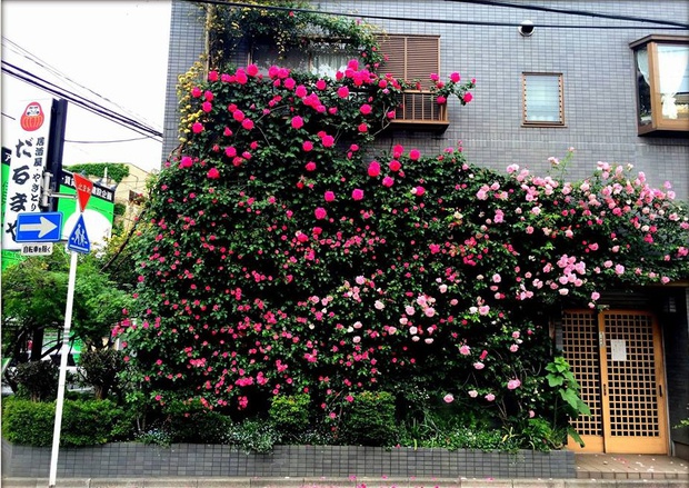 Khu vườn hoa hồng trĩu bông trên sân thượng của cô sinh viên - Ảnh 2.