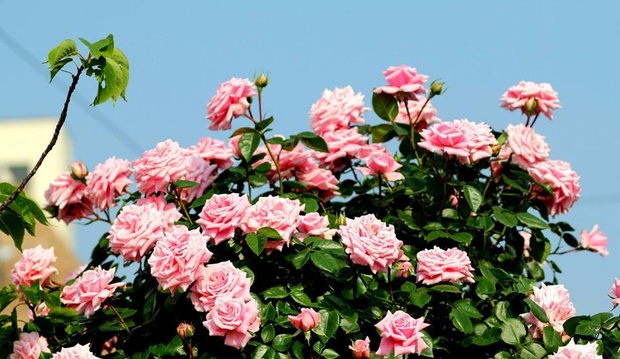 Khu vườn hoa hồng trĩu bông trên sân thượng của cô sinh viên - Ảnh 9.