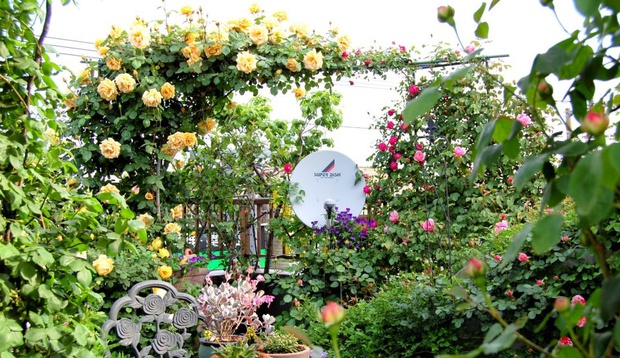 Khu vườn hoa hồng trĩu bông trên sân thượng của cô sinh viên - Ảnh 7.
