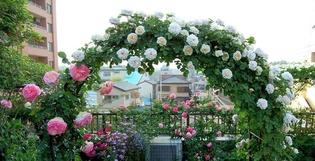 Khu vườn hoa hồng trĩu bông trên sân thượng của cô sinh viên - Ảnh 6.
