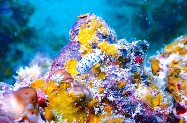 Thưởng ngoạn cảnh siêu thực khi lặn biển ngắm san hô ở Cô Tô - Ảnh 2.