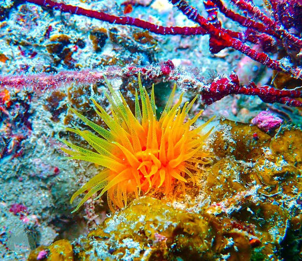 Thưởng ngoạn cảnh siêu thực khi lặn biển ngắm san hô ở Cô Tô - Ảnh 3.