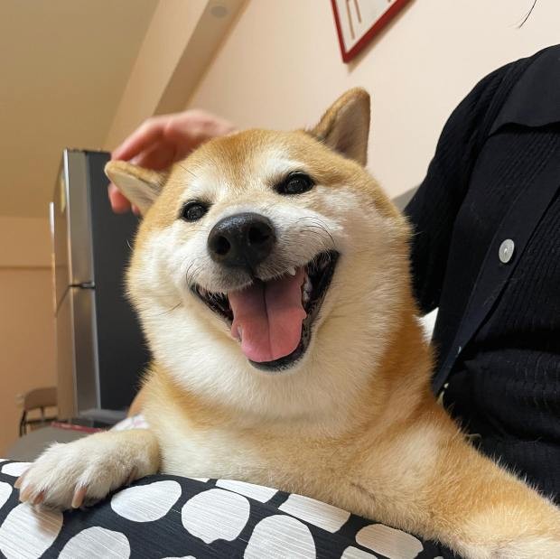 Chú chó Shiba nổi tiếng được chế meme nhiều nhất mạng xã hội qua đời ở tuổi 12 - Ảnh 2.