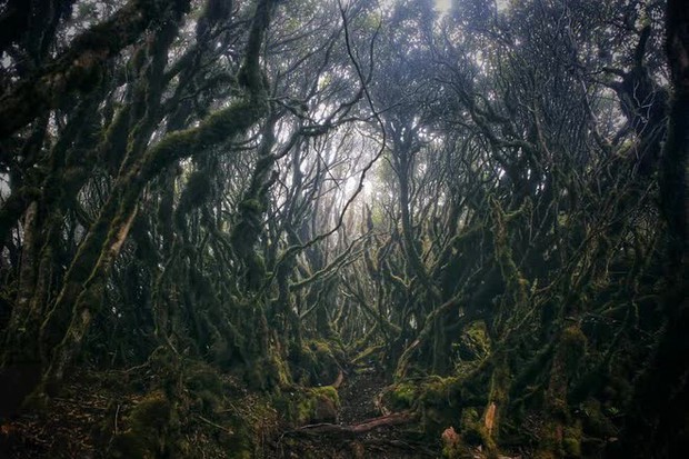 Phát hiện cánh rừng nguyên sinh kỳ bí như trong phim Hollywood ở ngay vùng núi phía Bắc Việt Nam, du khách nhận xét cảnh đẹp như chốn thần tiên - Ảnh 4.