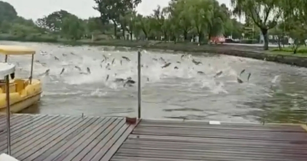 Hàng trăm con cá nhảy lên khỏi mặt hồ ở Trung Quốc, chuyện gì xảy ra? - Ảnh 3.