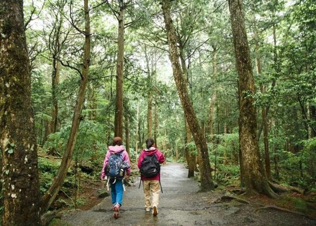 “Cánh rừng tự sát” của Nhật Bản hiện tại thế nào sau nhiều năm gây ám ảnh? - Ảnh 7.