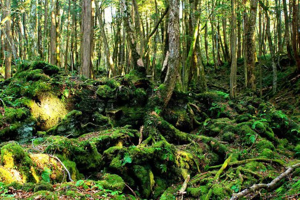 “Cánh rừng tự sát” của Nhật Bản hiện tại thế nào sau nhiều năm gây ám ảnh? - Ảnh 5.