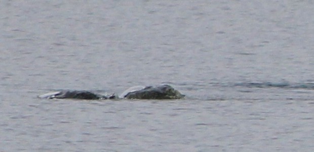 Thợ săn quái vật hồ Loch Ness công bố bức ảnh thủy quái huyền thoại? - Ảnh 5.