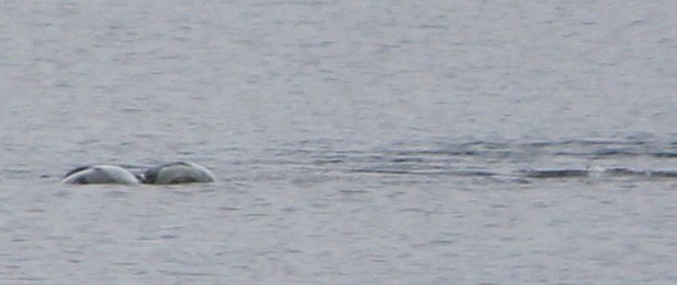 Thợ săn quái vật hồ Loch Ness công bố bức ảnh thủy quái huyền thoại? - Ảnh 4.