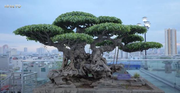 Biệt thự trên không 3000m2 với dàn cây bonsai triệu đô ngay giữa lòng Hà Nội, ngỡ ngàng 1 điều đặc biệt trên tầng thượng - Ảnh 13.