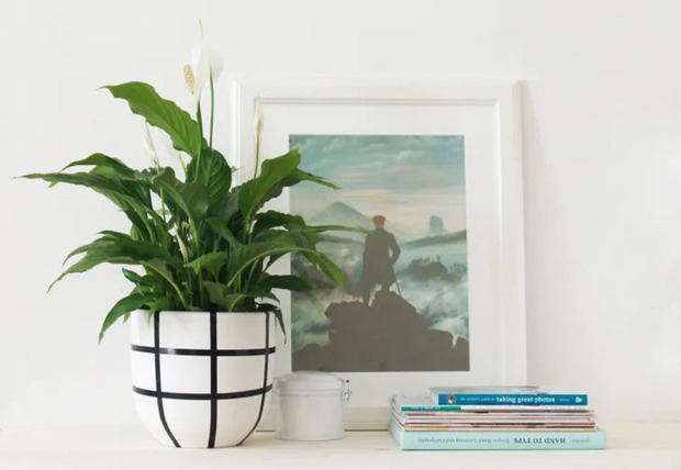 7 loại cây dễ trồng nhất cho người mới bắt đầu - Ảnh 2.