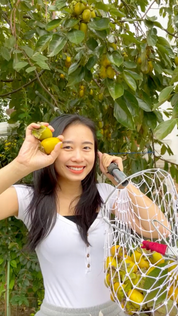 Hái hồng giòn trong vườn nhà mẹ chồng ở Ba Vì, hội mê hồng treo gió thấy mà xuýt xoa - Ảnh 2. Hái hồng giòn trong vườn nhà mẹ chồng ở Ba Vì, hội mê hồng treo gió thấy mà xuýt xoa - Ảnh 2.