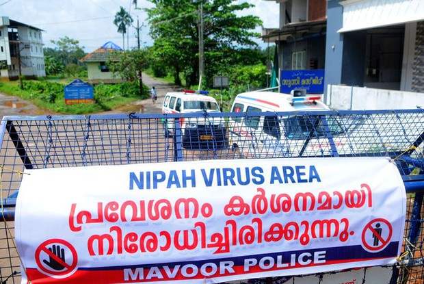 Ấn Độ trong cuộc đua ngăn chặn dịch bệnh do virus Nipah gây thương tổn não - Ảnh 2.