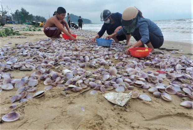 Hàng tấn sò tím dạt vào bờ biển Hà Tĩnh, người dân đổ xô nhặt lộc trời - Ảnh 10.