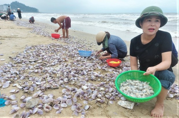 Hàng tấn sò tím dạt vào bờ biển Hà Tĩnh, người dân đổ xô nhặt lộc trời - Ảnh 8.