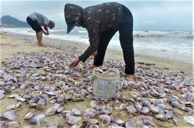 Hàng tấn sò tím dạt vào bờ biển Hà Tĩnh, người dân đổ xô nhặt lộc trời - Ảnh 6.