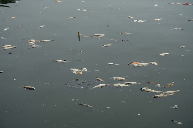 Hà Nội: Người dân nhăn mặt trước cảnh cá chết hàng loạt, bốc mùi hôi thối nồng nặc tại Hồ Tây - Ảnh 3.