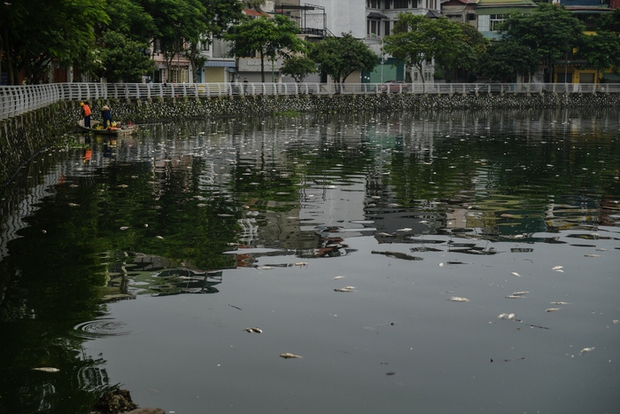 Hà Nội: Người dân nhăn mặt trước cảnh cá chết hàng loạt, bốc mùi hôi thối nồng nặc tại Hồ Tây - Ảnh 1. Hà Nội: Người dân nhăn mặt trước cảnh cá chết hàng loạt, bốc mùi hôi thối nồng nặc tại Hồ Tây - Ảnh 1.