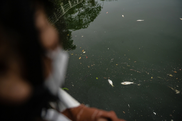 Hà Nội: Người dân nhăn mặt trước cảnh cá chết hàng loạt, bốc mùi hôi thối nồng nặc tại Hồ Tây - Ảnh 7.