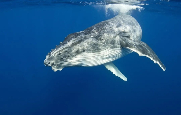 Thói quen lạ lùng của loài cá voi lưng gù: Thích làm anh hùng cứu sống con mồi trong cuộc đi săn của cá voi sát thủ - Ảnh 4.