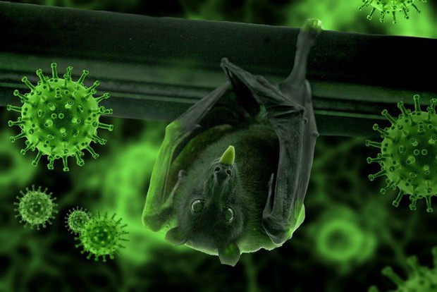 Virus Nipah bùng phát: Tỷ lệ tử vong cao gấp 20 lần COVID-19, WHO cảnh báo có thể gây ra đại dịch tiếp theo - Ảnh 2.