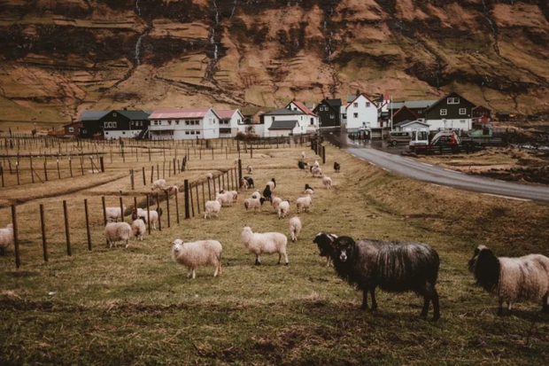 Faroe - quần đảo thiên đường của cừu và những ngôi nhà đầy sắc màu mọc trên cỏ xanh - Ảnh 3.