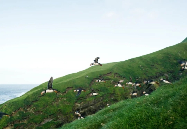 Faroe - quần đảo thiên đường của cừu và những ngôi nhà đầy sắc màu mọc trên cỏ xanh - Ảnh 9.