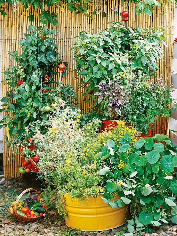 Những ý tưởng thiết kế vườn rau ấn tượng dù không gian nhỏ hẹp - Ảnh 9.