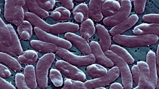 CDC Mỹ cảnh báo sức khỏe sau khi 5 người chết vì vi khuẩn ăn thịt người - Ảnh 1.