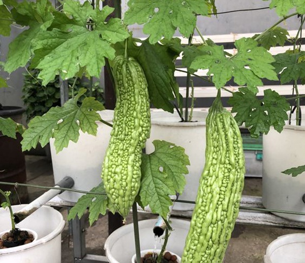 Loại quả vị đắng nhưng chăm ăn sẽ nhận toàn “trái ngọt” cho sức khỏe, vóc dáng - Ảnh 1. Loại quả vị đắng nhưng chăm ăn sẽ nhận toàn “trái ngọt” cho sức khỏe, vóc dáng - Ảnh 1.