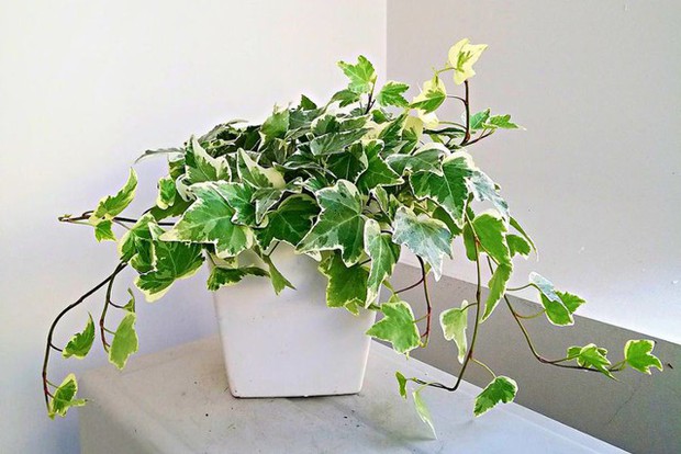 Tết đến nhà nào cũng nên có 1 cây 'sinh vượng khí', hấp thu độc tố và công dụng y hệt như thuốc chỉ cần 2/3 cây