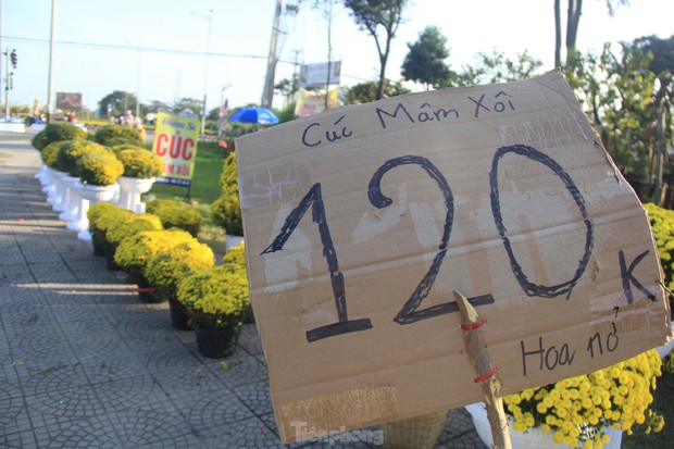 Cúc nở quá sớm, chủ vườn khóc ròng bán tháo trước Tết - Ảnh 3.