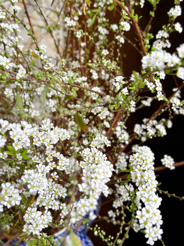 Phân biệt cực nhanh tuyết mai rừng và tuyết mai vườn để biết cách chăm cho ra hoa chi chít - Ảnh 16.